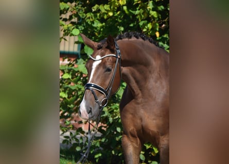 Oldenburger, Wallach, 5 Jahre, 170 cm, Dunkelfuchs