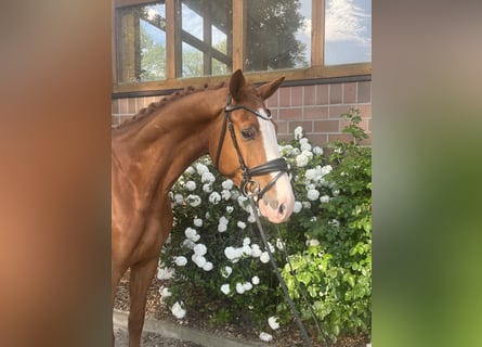 Oldenburger, Wallach, 5 Jahre, 170 cm, Fuchs