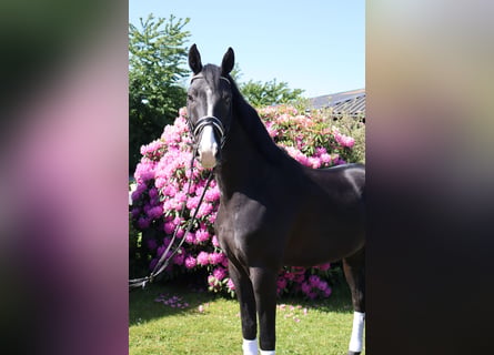 Oldenburger, Wallach, 5 Jahre, 170 cm, Rappe