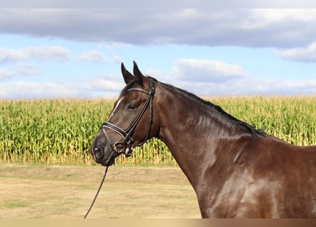 Oldenburger, Wallach, 5 Jahre, 170 cm, Rappe