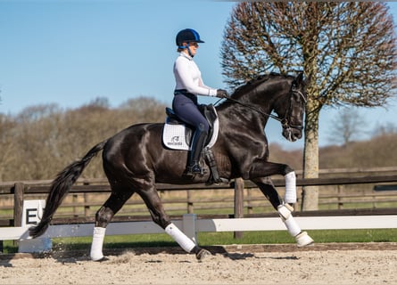 Oldenburger, Wallach, 5 Jahre, 170 cm, Rappe