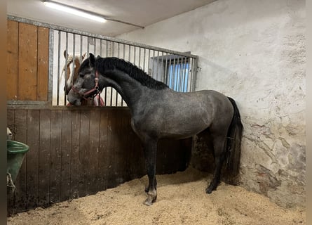 Oldenburger, Wallach, 5 Jahre, 170 cm, Schimmel