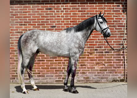 Oldenburger, Wallach, 5 Jahre, 170 cm, Schimmel