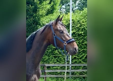 Oldenburger, Wallach, 5 Jahre, 170 cm, Schwarzbrauner