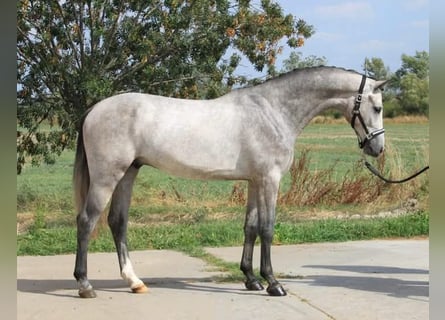 Oldenburger, Wallach, 5 Jahre, 170 cm
