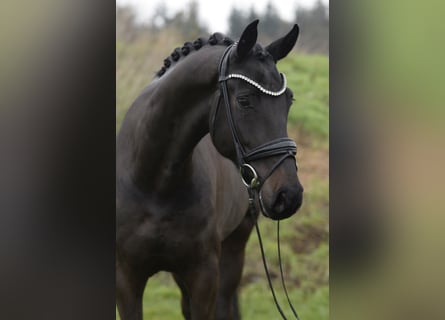 Oldenburger, Wallach, 5 Jahre, 171 cm, Dunkelbrauner