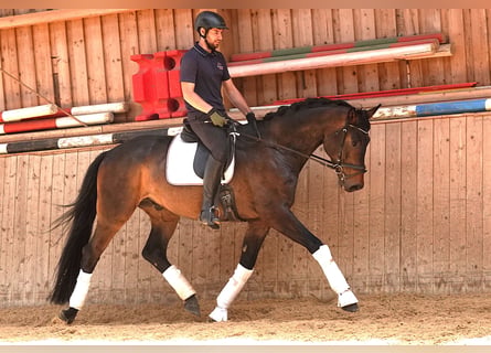 Oldenburger, Wallach, 5 Jahre, 171 cm, Dunkelbrauner