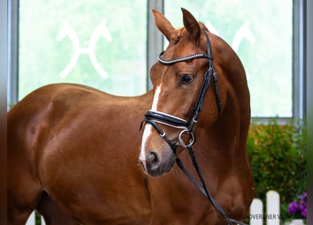 Oldenburger, Wallach, 5 Jahre, 171 cm, Fuchs
