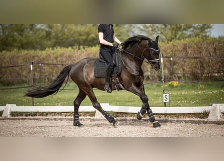 Oldenburger, Wallach, 5 Jahre, 171 cm, Rappe