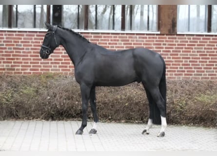 Oldenburger, Wallach, 5 Jahre, 171 cm, Rappe