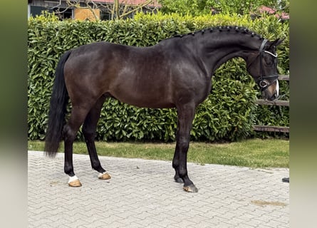 Oldenburger, Wallach, 5 Jahre, 171 cm, Schwarzbrauner