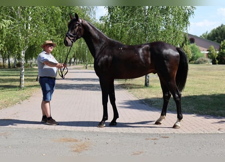 Oldenburger, Wallach, 5 Jahre, 171 cm, Schwarzbrauner