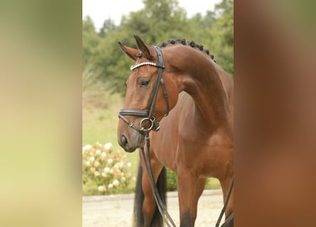 Oldenburger, Wallach, 5 Jahre, 172 cm, Brauner