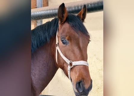 Oldenburger, Wallach, 5 Jahre, 172 cm, Brauner