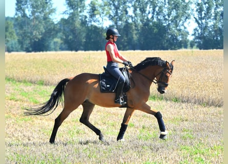 Oldenburger, Wallach, 5 Jahre, 172 cm, Brauner