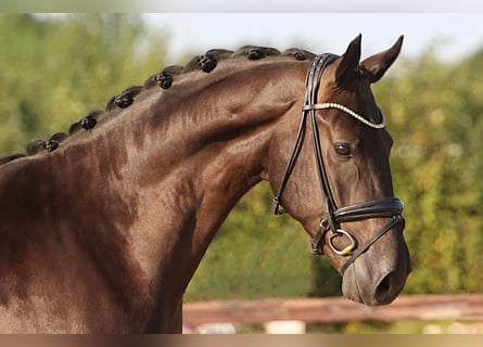 Oldenburger, Wallach, 5 Jahre, 172 cm, Dunkelbrauner