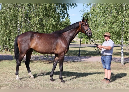 Oldenburger, Wallach, 5 Jahre, 172 cm, Dunkelbrauner