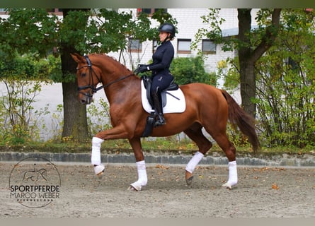 Oldenburger, Wallach, 5 Jahre, 172 cm, Fuchs