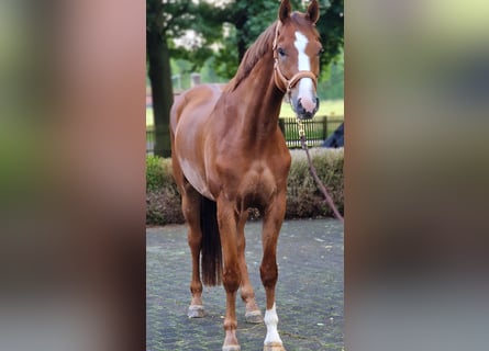 Oldenburger, Wallach, 5 Jahre, 172 cm, Fuchs