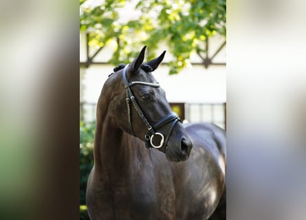 Oldenburger, Wallach, 5 Jahre, 172 cm, Rappe