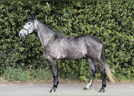 Oldenburger, Wallach, 5 Jahre, 172 cm, Schimmel