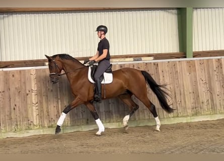 Oldenburger, Wallach, 5 Jahre, 173 cm, Brauner