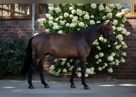 Oldenburger, Wallach, 5 Jahre, 173 cm, Dunkelbrauner