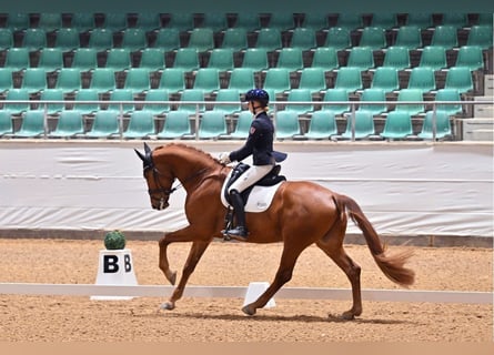 Oldenburger, Wallach, 5 Jahre, 173 cm, Fuchs