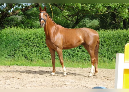 Oldenburger, Wallach, 5 Jahre, 173 cm, Fuchs
