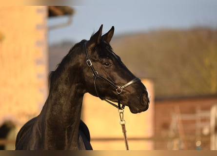 Oldenburger, Wallach, 5 Jahre, 173 cm, Rappe