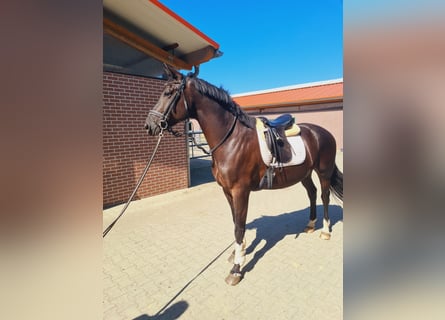 Oldenburger, Wallach, 5 Jahre, 173 cm, Rappe