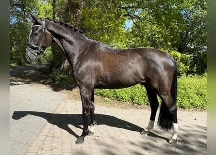 Oldenburger, Wallach, 5 Jahre, 173 cm, Rappe