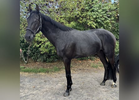 Oldenburger, Wallach, 5 Jahre, 173 cm, Rappe