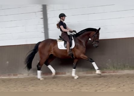 Oldenburger, Wallach, 5 Jahre, 174 cm, Brauner