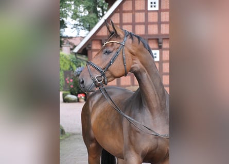 Oldenburger, Wallach, 5 Jahre, 174 cm, Brauner