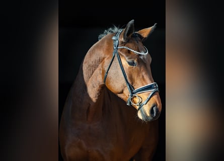 Oldenburger, Wallach, 5 Jahre, 174 cm, Brauner