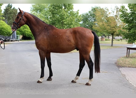 Oldenburger, Wallach, 5 Jahre, 174 cm, Brauner