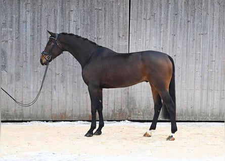 Oldenburger, Wallach, 5 Jahre, 174 cm, Dunkelbrauner