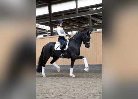 Oldenburger, Wallach, 5 Jahre, 174 cm, Rappe