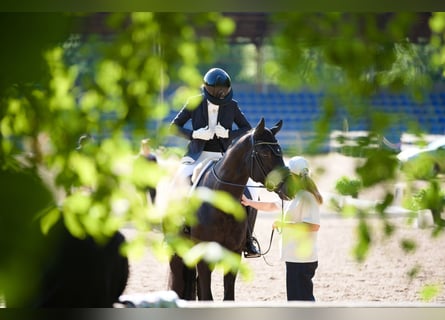 Oldenburger, Wallach, 5 Jahre, 174 cm, Rappe