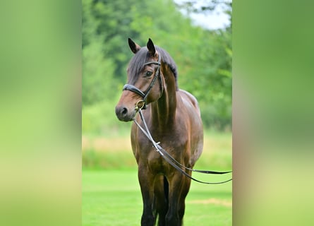 Oldenburger, Wallach, 5 Jahre, 175 cm, Brauner