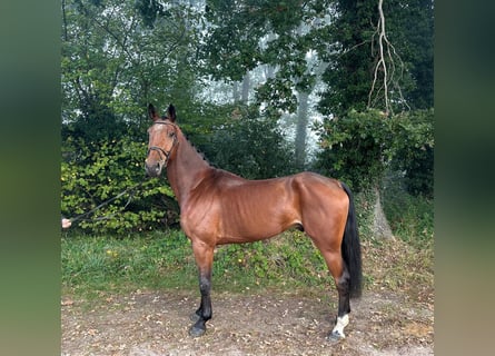 Oldenburger, Wallach, 5 Jahre, 175 cm, Brauner