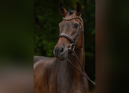 Oldenburger, Wallach, 5 Jahre, 175 cm, Dunkelbrauner