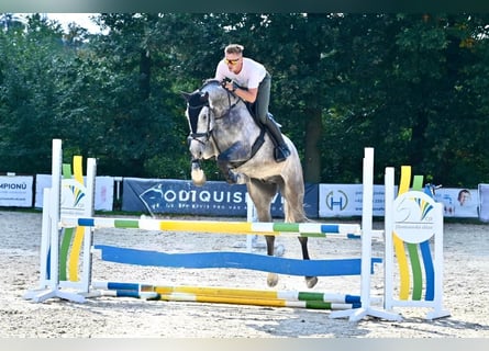 Oldenburger, Wallach, 5 Jahre, 175 cm, Schimmel