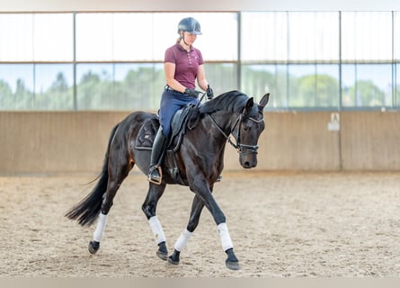Oldenburger, Wallach, 5 Jahre, 175 cm, Schwarzbrauner