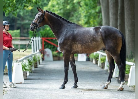 Oldenburger, Wallach, 5 Jahre, 177 cm, Brauner