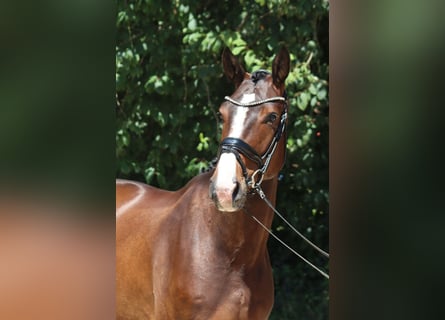 Oldenburger, Wallach, 5 Jahre, 177 cm, Brauner