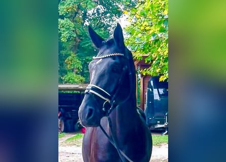 Oldenburger, Wallach, 5 Jahre, 177 cm, Rappe
