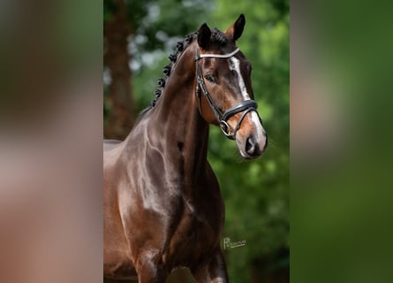 Oldenburger, Wallach, 5 Jahre, 179 cm, Schwarzbrauner