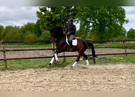 Oldenburger, Wallach, 5 Jahre, 180 cm, Dunkelbrauner